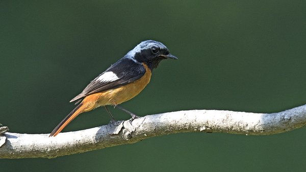 딱새